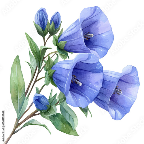 Bellflower Branch, watercolor vector portraying a joyful pose with colorful highlights, isolated on a white background.