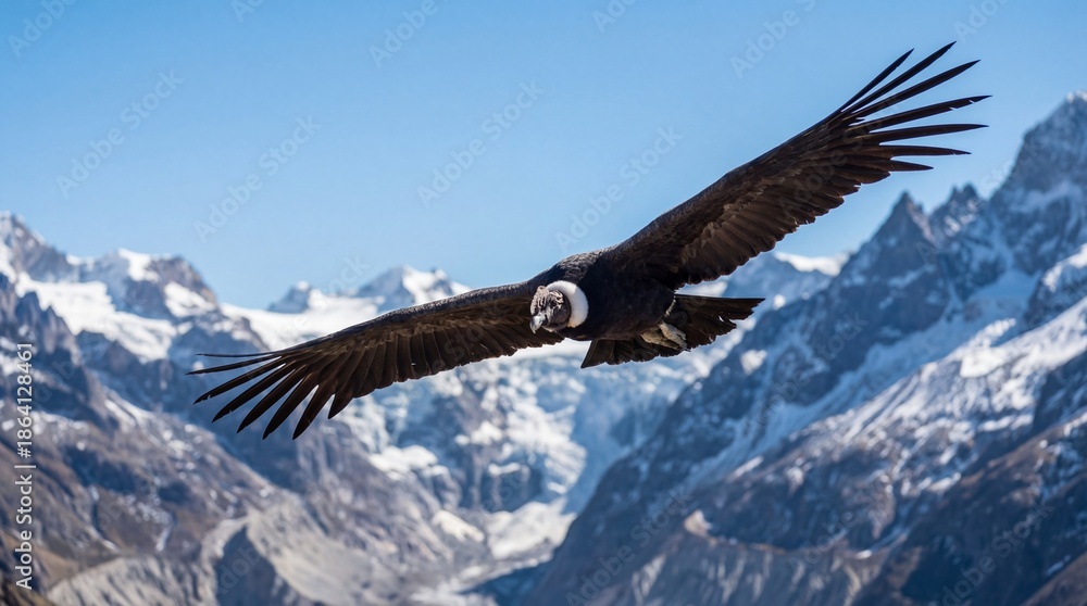 Obraz premium A majestic Andean condor soars effortlessly against a backdrop of snow-capped mountains and a clear, blue sky, embodying freedom and resilience in its natural habitat. 