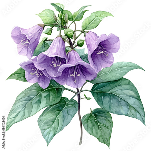 Bellflower Branch, watercolor painting capturing graceful lines and soft blended shades, isolated on a white background.