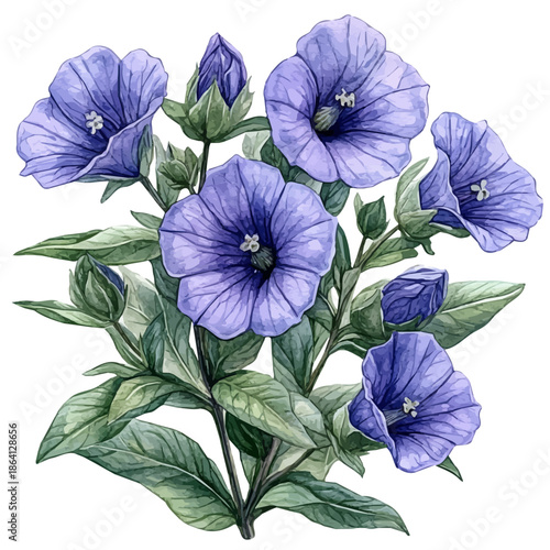 Bellflower Branch, watercolor painting capturing graceful lines and soft blended shades, isolated on a white background.