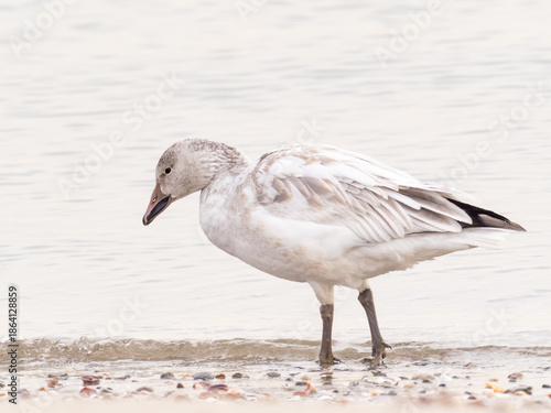 Photography An immature Snow Goose in profile walking along the water's edge
