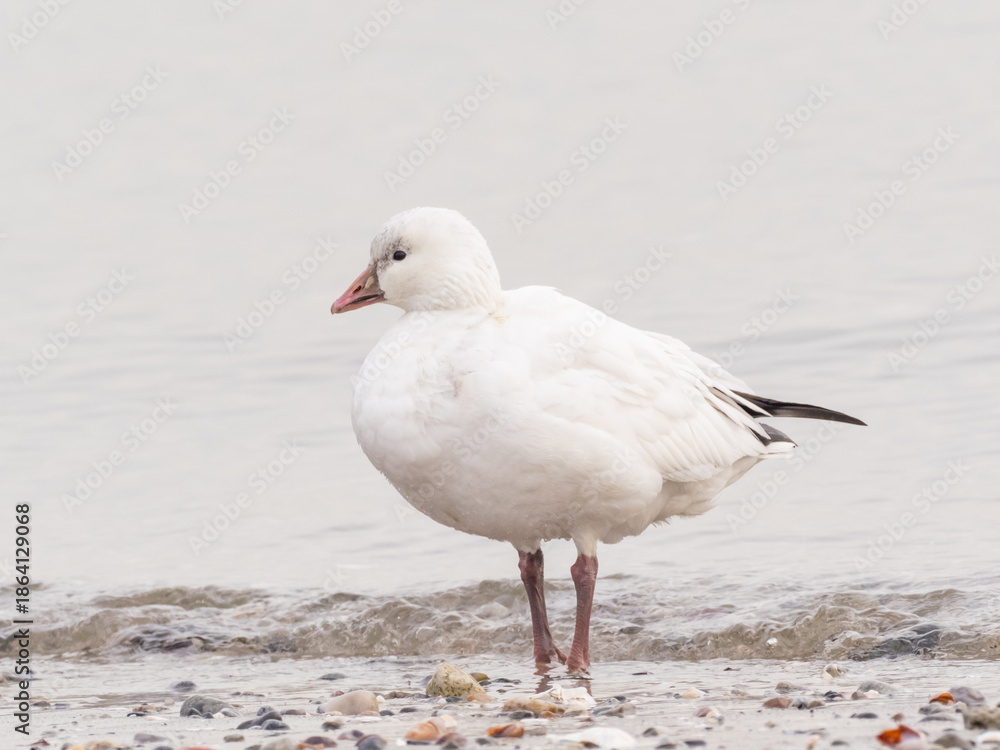 Fototapeta premium An adult Ross's Goose standing at the water's edge