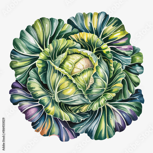 A stunning close-up of green cabbage leaves, showcasing their vibrant color and intricate texture, celebrating the beauty of fresh vegetables in nature.