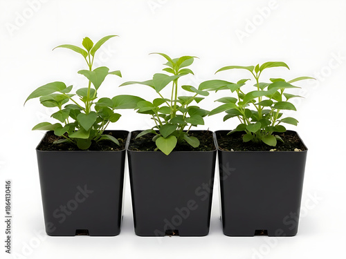 Three small green saplings or young plants growing in square black plastic nursery pots, ready for transplanting