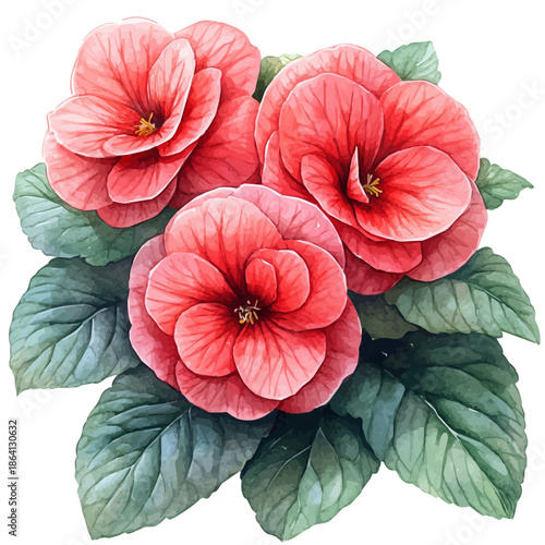 Begonia Branch, watercolor vector portraying a joyful pose with colorful highlights, isolated on a white background.