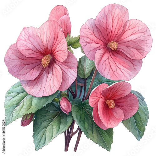 Begonia Branch, watercolor painting capturing graceful lines and soft blended shades, isolated on a white background.