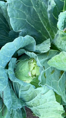 A close-up shot of cabbage growing in a garden. Growing vegetables at home.
