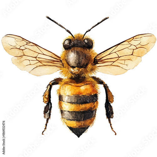 watercolor of Bee illustration graphic, isolated on a white background.