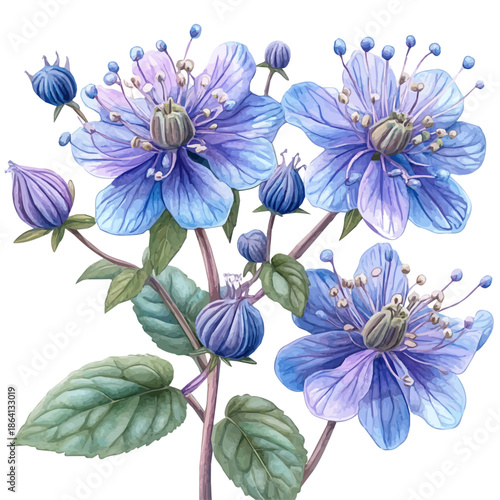 watercolor painting of Bee Balm Branch, isolated on a white background.