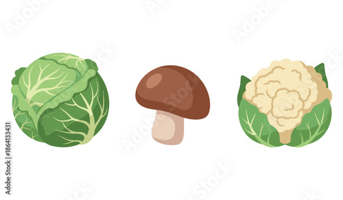 Illustration of cabbage, mushroom, and cauliflower on white background