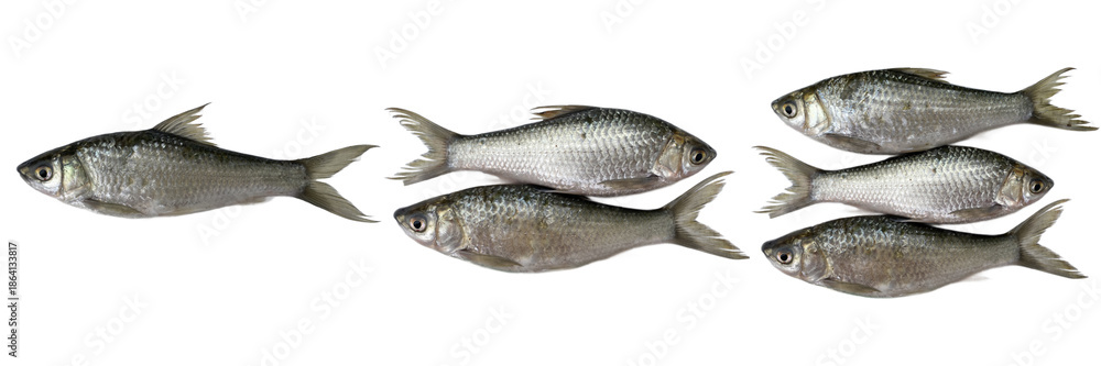 Obraz premium one two three silver fish Siamese. mud carp , thin-lips carp, Jullien's mud carp, isolated on white , transparent background png 