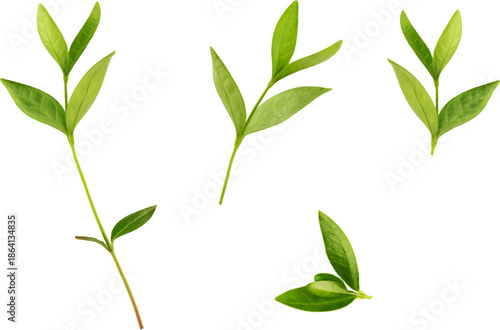 branch with leaves, vector drawing on a white background