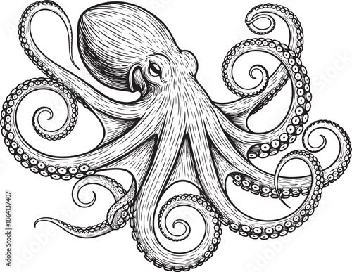 Detailed hand drawn octopus illustration with curly tentacles