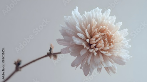 Close Up Of A Frozen White Flower Covered In Frost