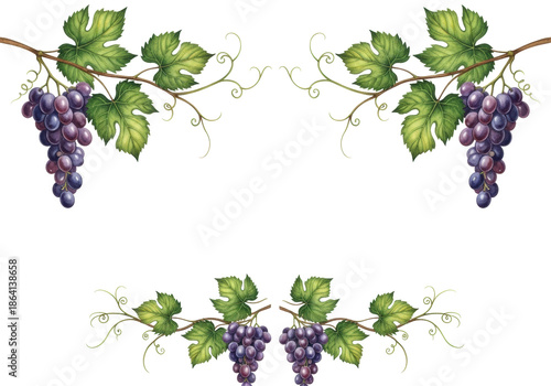 Two elegant watercolor grapevines with lush green leaves and dark purple grapes, forming a decorative horizontal frame on a transparent background with copy space, concept of elegant botanical design