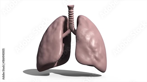 Anatomical illustration of a pair of human lungs on a white background.