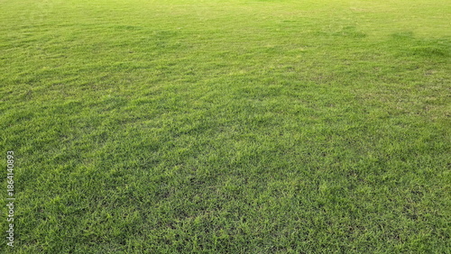 Fotografie A green lawn