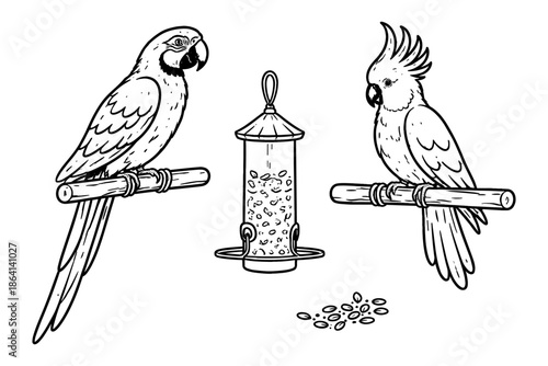 Black and white line art of parrots on perches with bird feeder