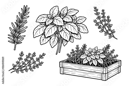 Herbal sketch: rosemary, basil, and thyme garden elements in rustic crate