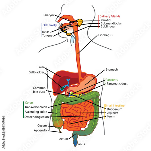 Labeled Diagram of Human Digestive System with Major Organs