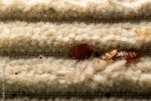 Bed bug infestation in carpet fibers