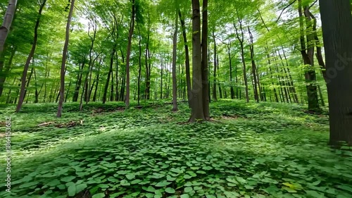 Lush green forest floor with trees in the background on a sunny day.