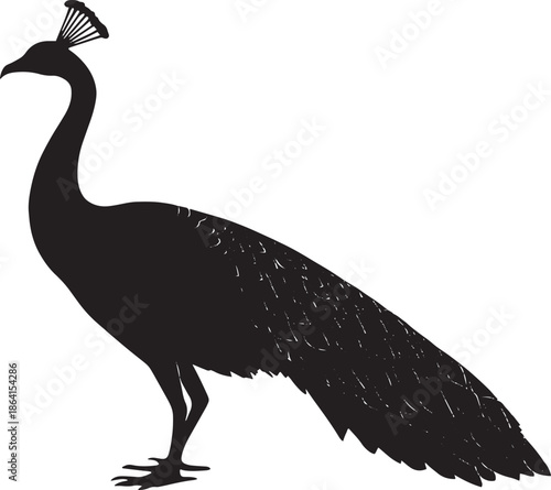 Silhouette of a majestic peacock standing proudly with its elegant tail feathers spread out