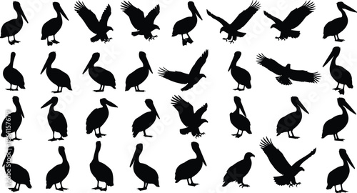 Set of bird silhouettes including pelicans and eagles in various flying and standing poses for nature design projects and wildlife photography concepts.