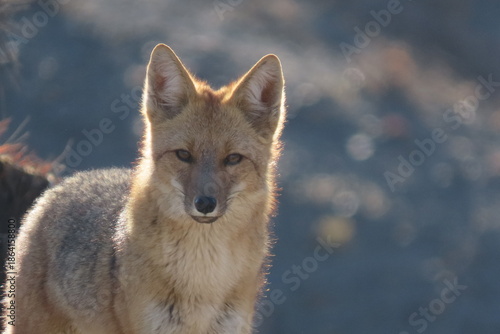 Canvas Print Wild Andean Fox Glowing in Warm Evening Light