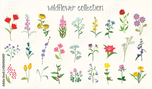 Hand Drawn Wildflower Collection Vector Illustration.
