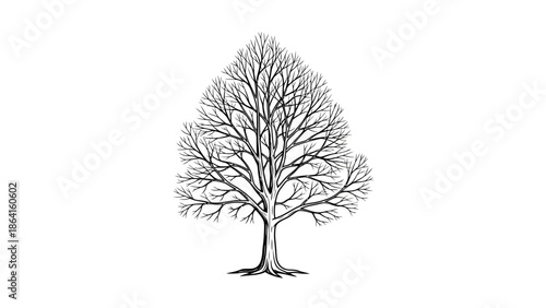 Elegant outline drawing of a pear-shaped deciduous tree with bare branches, isolated white background.