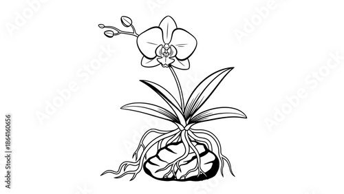 Delicate outline drawing of an orchid flower with visible roots, isolated white background.
