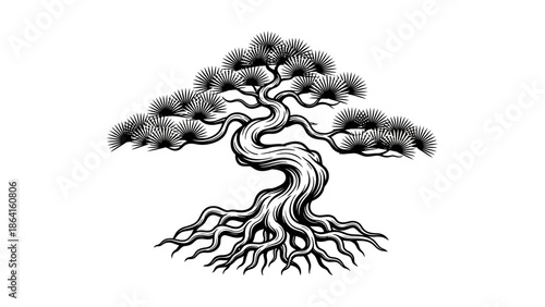Strong bonsai pine tree with gnarled trunk and prominent exposed roots, artistic nature, isolated white background