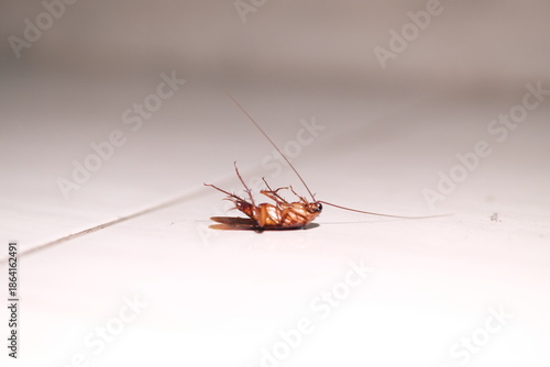 Cockroach - Close up detail of cockroach upside down on the floor