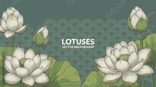 A vector illustration of white lotus flowers against a dark teal background with a subtle wave pattern.