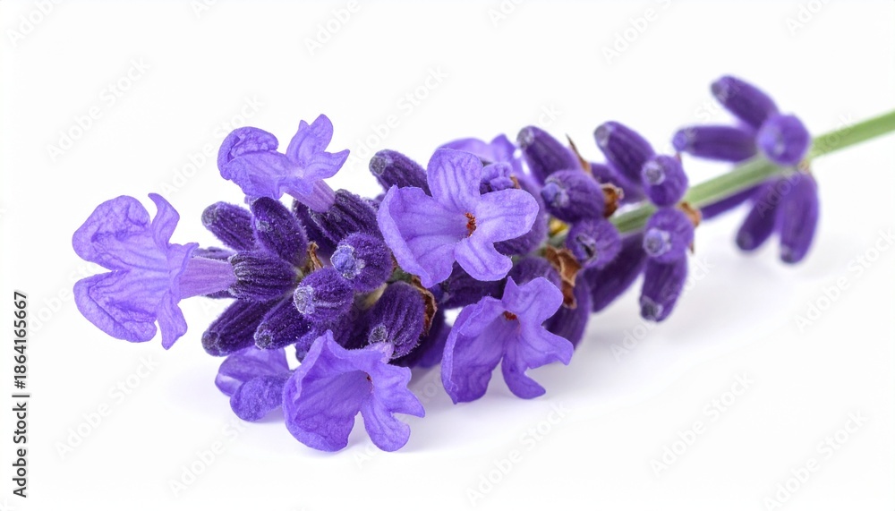 Naklejka premium Violetter Lavendel – mediterrane Ruhe