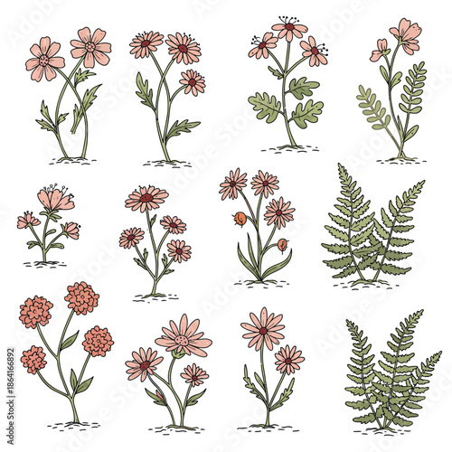 A collection of delicate hand-drawn botanical vector illustrations featuring an assortment of wildflowers and ferns, perfect for nature-themed designs