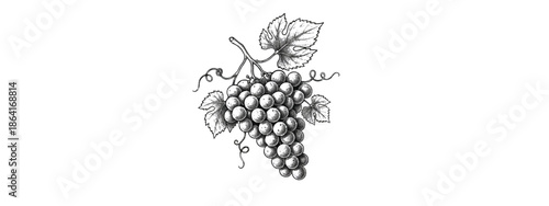 Grapes vector drawing graphic design. Fruits realistic printable. Download it now