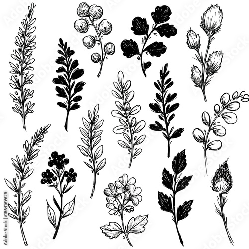 Elegant hand-drawn botanical vector illustrations, perfect for adding a touch of nature's artistry to your creative projects, sketch, drawing, flora, plant, leaf