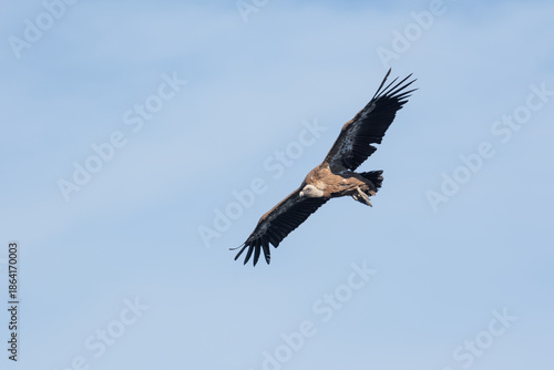 Griffon vulture flying wings spread across blue sky