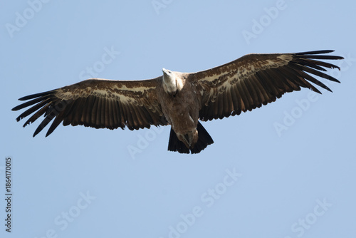 Griffon vulture soaring with wide wings against blue sky