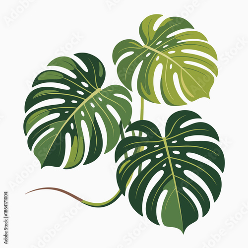 This captivating image showcases lush Monstera plant leaves, celebrated for their unique shape and vibrant green color, enhancing any space with a touch of nature's elegance.