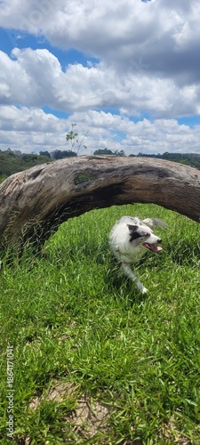 Border Collie in the middle of the tall grass