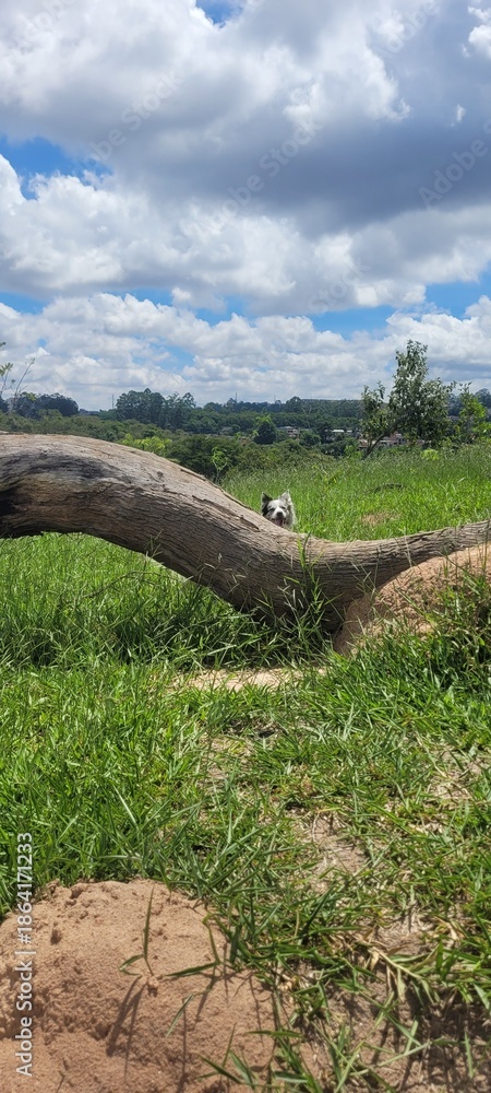 Fototapeta premium Border Collie in the middle of the tall grass