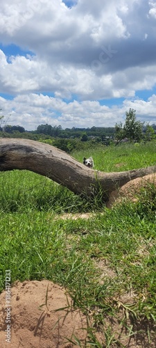 Border Collie in the middle of the tall grass