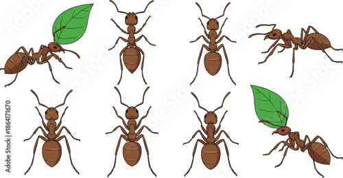 Ant insect vector illustration set showing worker ants carrying leaves isolated on white background