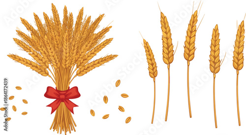 Golden wheat ears and grain vector illustration set with harvest bundle cereal crops and agriculture elements