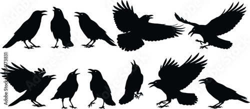 Bird silhouettes raven crow set flying perched wildlife black vector illustration