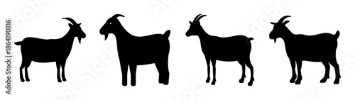 Four goats standing together