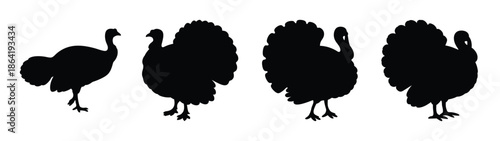 Placeholder image display